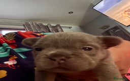 French Bulldog dogs for sale: French bulldog pup - Image 2