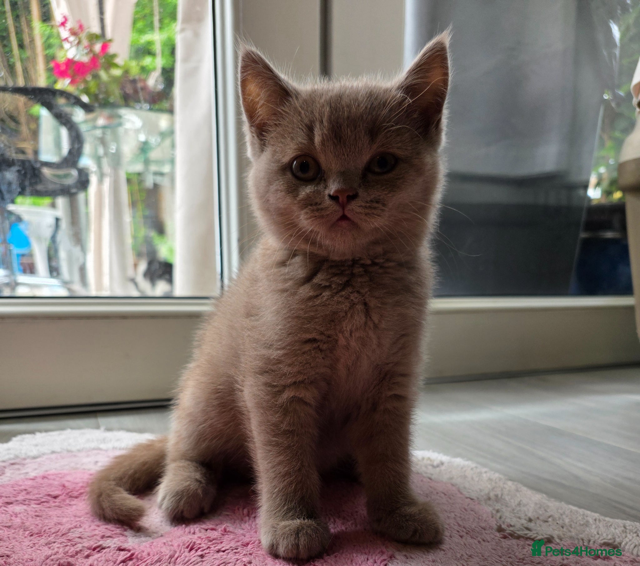 British Shorthair cats British shorthair kittens  - Advert 14