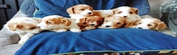 Cavapoo dogs for sale: F1b Cavapoo Puppies  - Advert 1