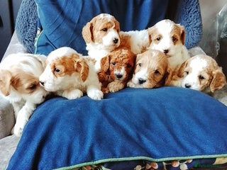 Cavapoo dogs F1b Cavapoo Puppies - Advert 1