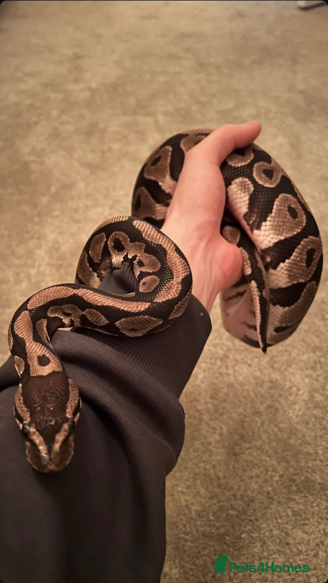 Python Snake reptiles for sale: Female ball python  in St Albans - Advert 2