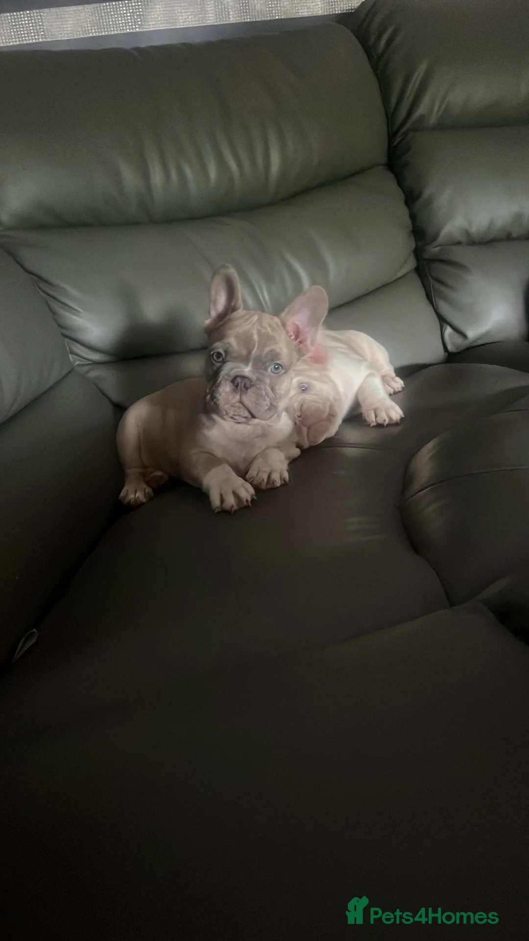 French Bulldog dogs for sale: Last male  - Advert 5