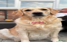 Golden Retriever dogs for sale: Stunning Golden Retriever Puppies  - Image 3
