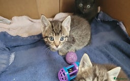 Mixed Breed cats for sale: 4 kittens available start of September  - Image 4