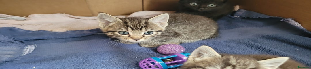 Mixed Breed Kitten 1