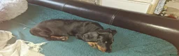 Dachshund dogs for sale: Charlie 10 weeks  in Leicester - Advert 5
