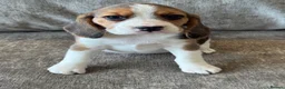 Beagle dogs for sale: 🐶 BEAUTIFUL KC REGISTERED CHUNKY BEAGLE PUPPIES🐶 - Advert 14