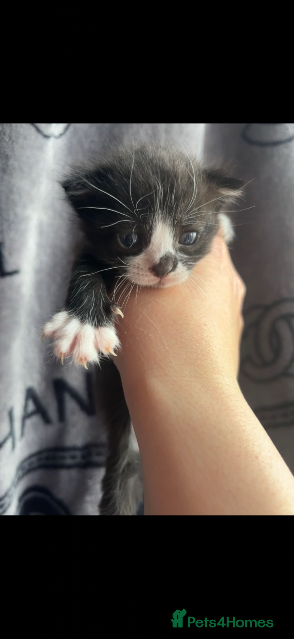 Mixed Breed cats for sale: 8 week old kittens  - Advert 7