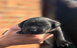 Labrador Retriever dogs for sale: Black & yellow working Labrador puppies  - Image 6