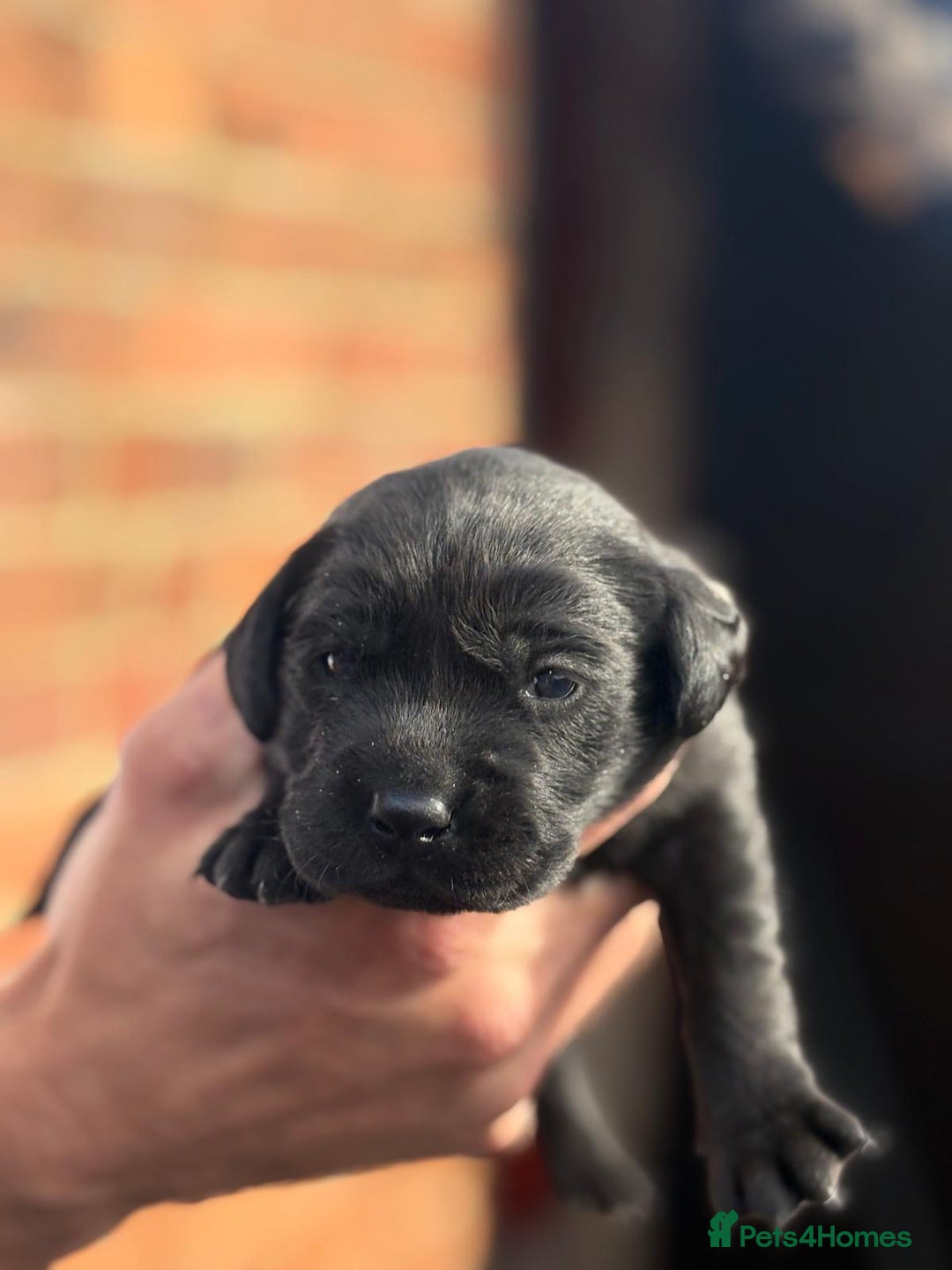 Labrador Retriever dogs for sale: Black & yellow working Labrador puppies  - Image 6