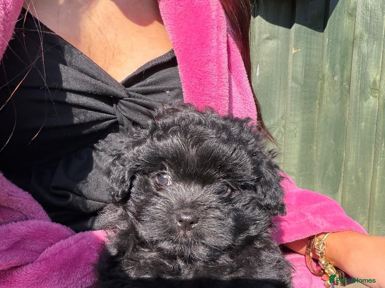 Mixed Breed dogs Cavapom - Advert 7