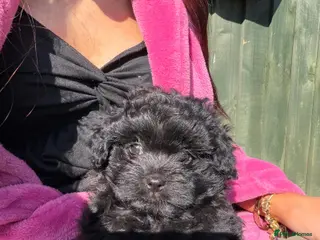 Mixed Breed dogs Cavapom - Advert 7