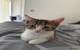 Mixed Breed cats for sale: Fully vaccinated calico female - Image 2
