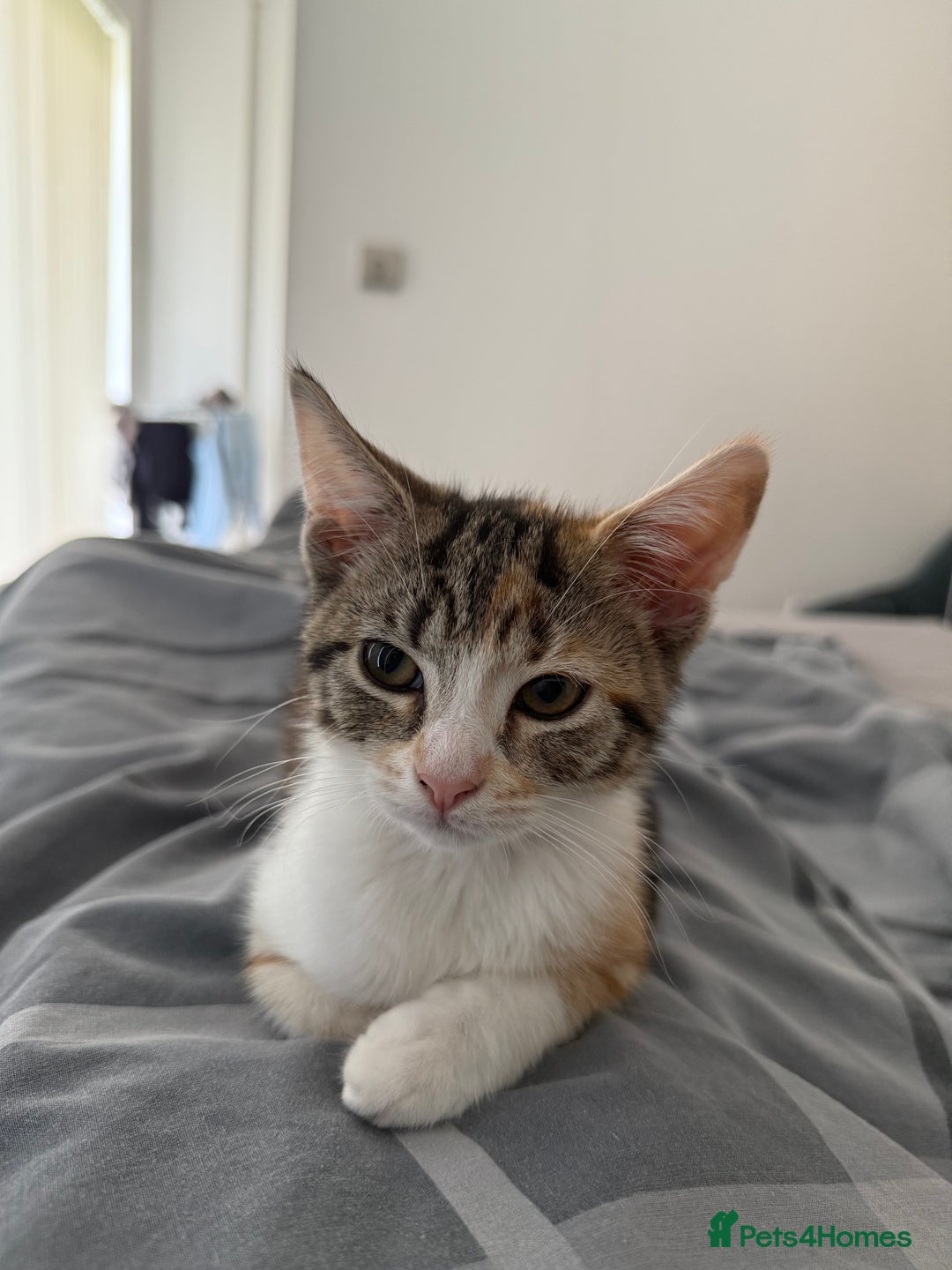 Mixed Breed cats for sale: Fully vaccinated calico female - Image 2