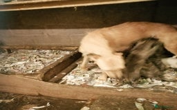 Mixed Breed dogs for sale: Lurcher. Pups - Image 4