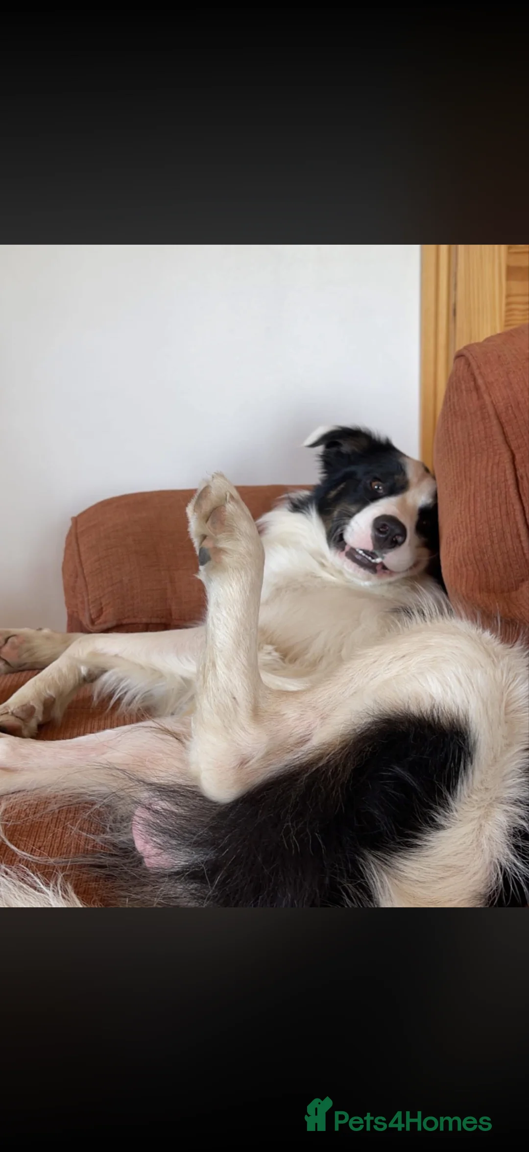 Border Collie dogs for sale: Spud! in Milton Keynes - Advert 4