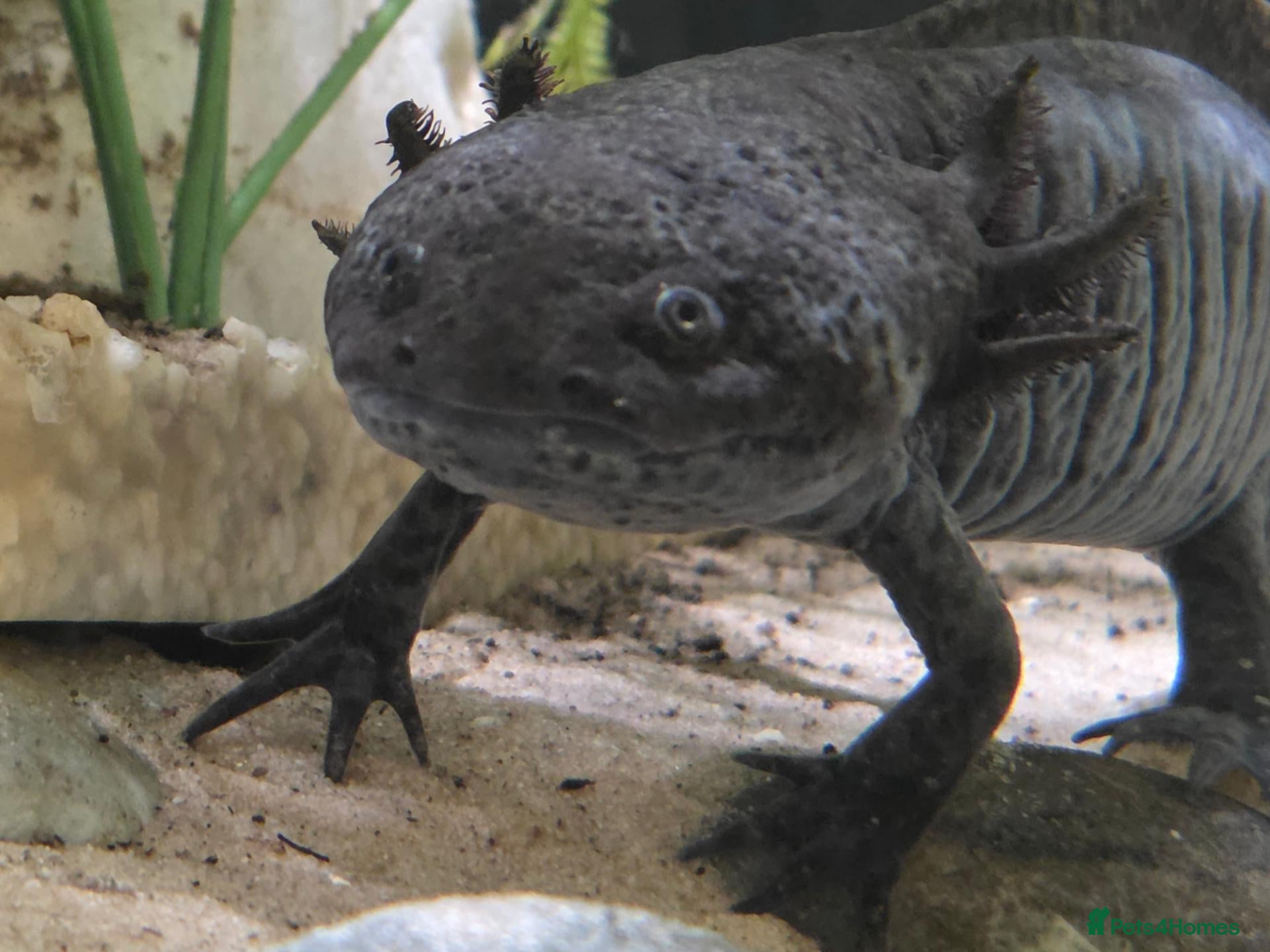 Axolotl reptiles Male gold speckled axolotl  - Advert 1