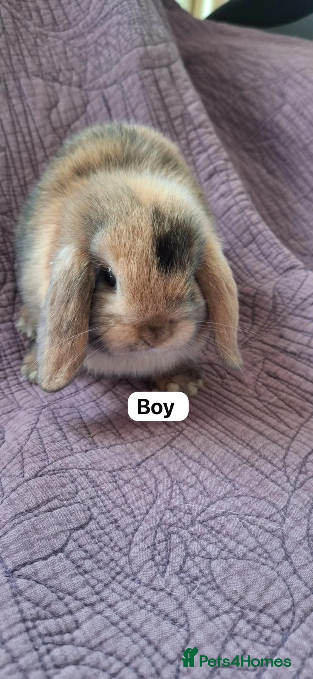 Mini Lop rabbits for sale: Two stunning mini lops for sale  - Advert 1