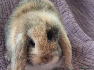 Mini Lop rabbits Two stunning mini lops for sale - Advert 1