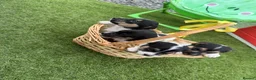 Jack Russell dogs for sale: Jack Russell four lovely boys 💙 for sale - Advert 8