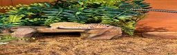 Leopard Gecko reptiles for sale: Meet Giz! Fun Leopard Gecko with Full Vivarium in Wantage - Advert 5