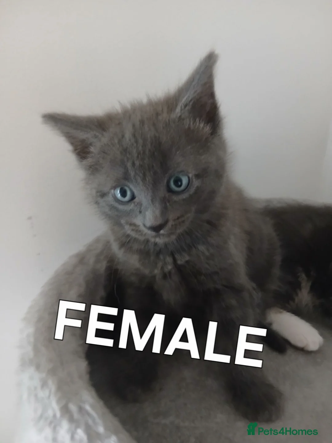 Mixed Breed cats for sale: 2 beautiful kittens for sale  - Advert 2