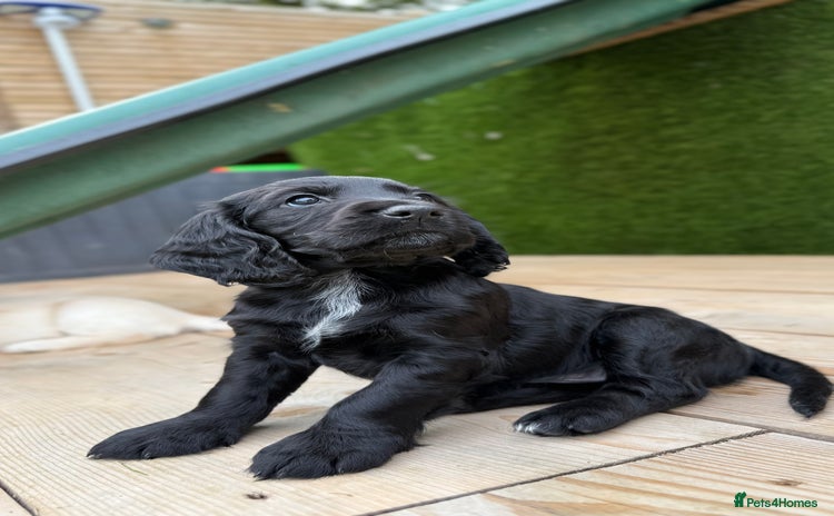 Cocker Spaniel dogs - Advert 19