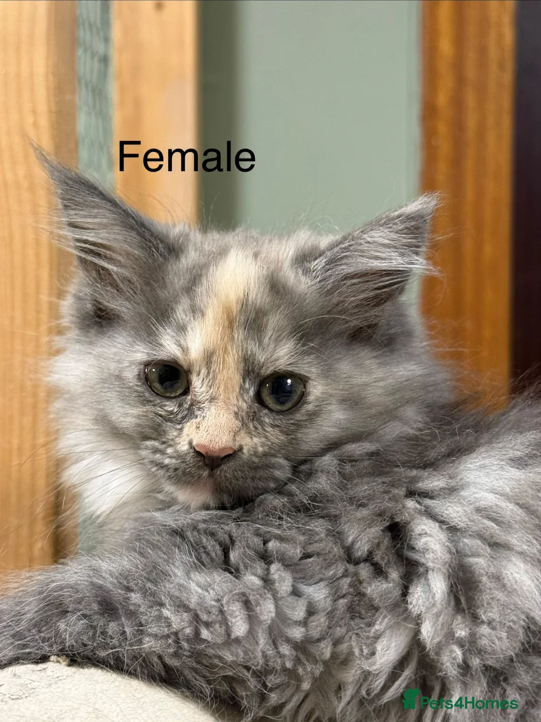 Maine Coon cats for sale: Maine Coon XXL Pedigree Aberdeen  - Advert 7