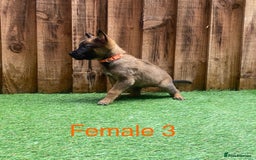 Belgian Shepherd Dog dogs for sale: Beautiful Belgium Malinois pups for sale  - Image 5
