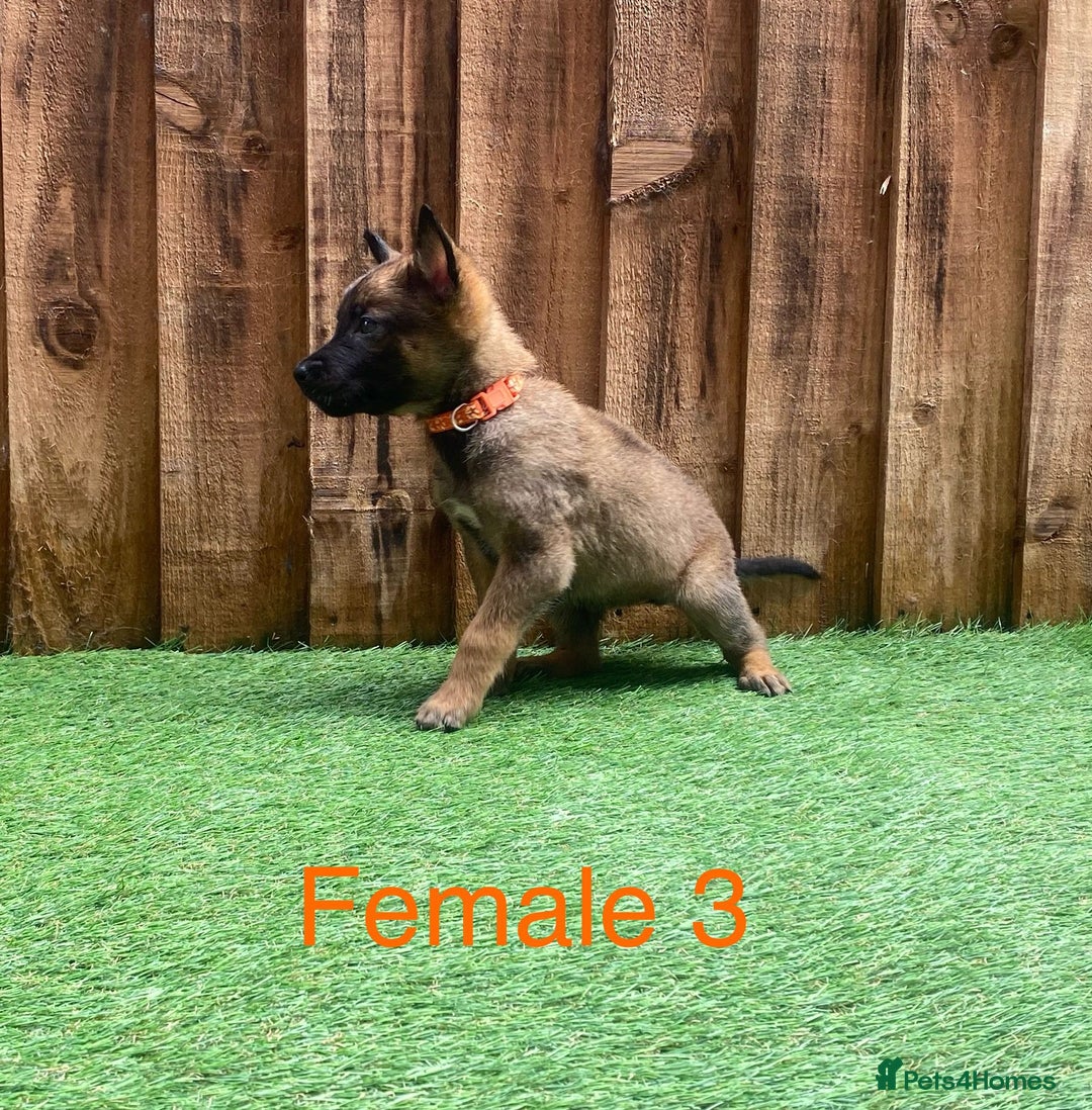 Belgian Shepherd Dog dogs for sale: Beautiful Belgium Malinois pups for sale  - Image 5