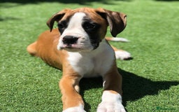 Boxer dogs for sale: Cute Boxer Puppy for Rehome - Image 1