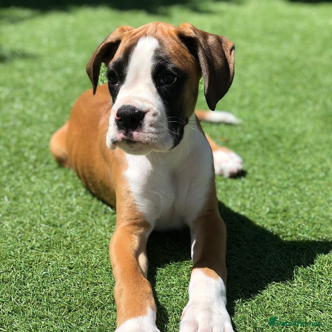 Boxer dogs for sale: Cute Boxer Puppy for Rehome - Image 1
