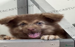 German Shepherd dogs for sale:  Reduced kcreg liver and German shepherd pups  - Image 1