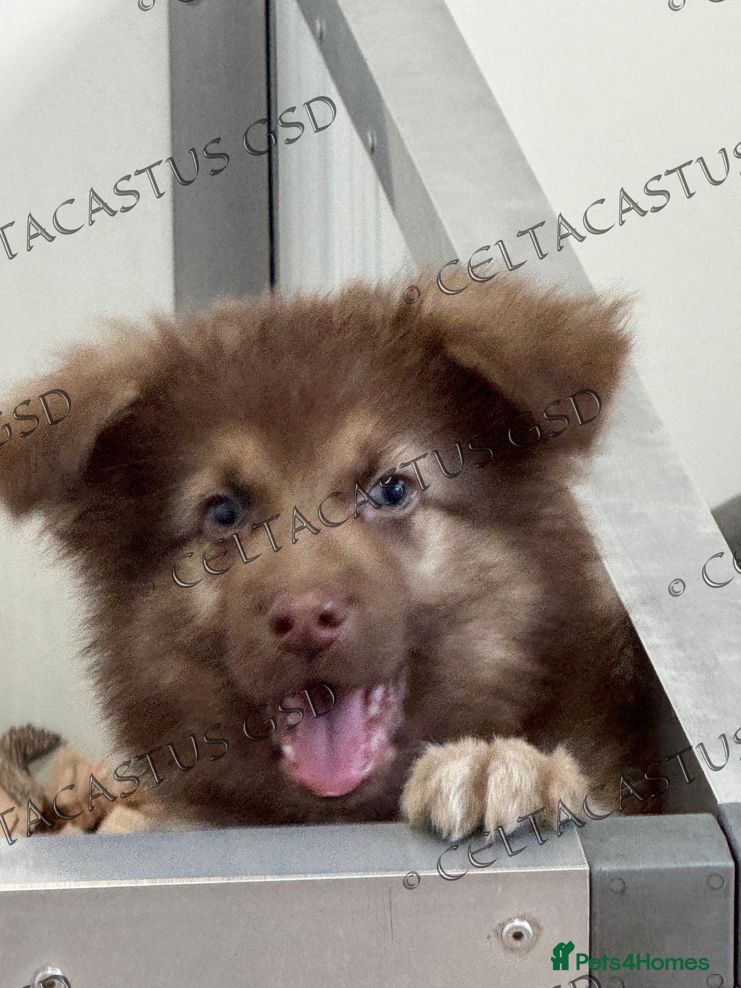 German Shepherd dogs for sale:  Reduced kcreg liver and German shepherd pups  - Image 1