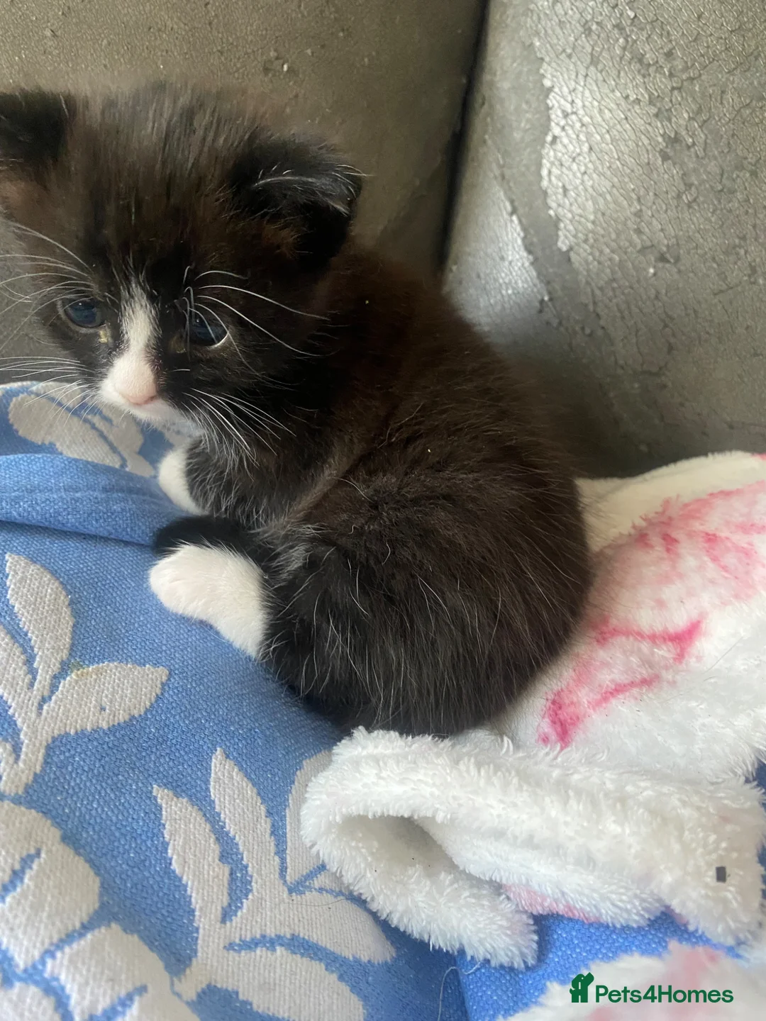 Mixed Breed cats for sale: 3 kittens in London - Advert 7