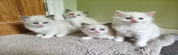Ragdoll cats for sale: Beautiful kittens - Advert 5