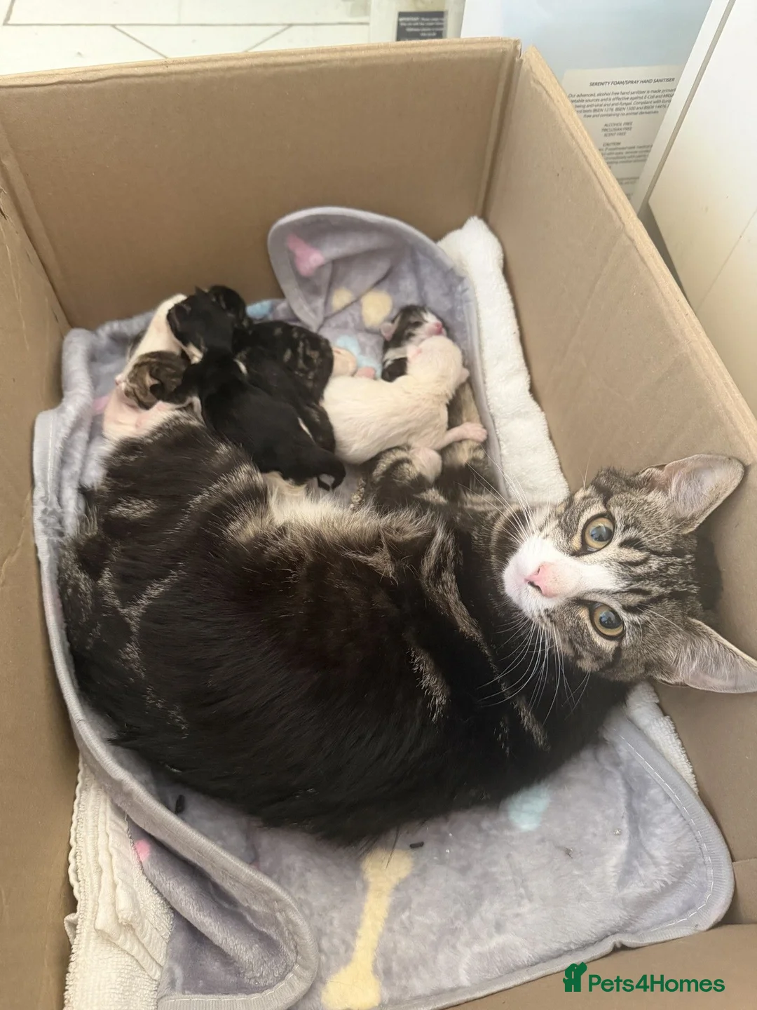 Mixed Breed cats for sale: 3 Beautiful Playful Kittens  - Advert 9