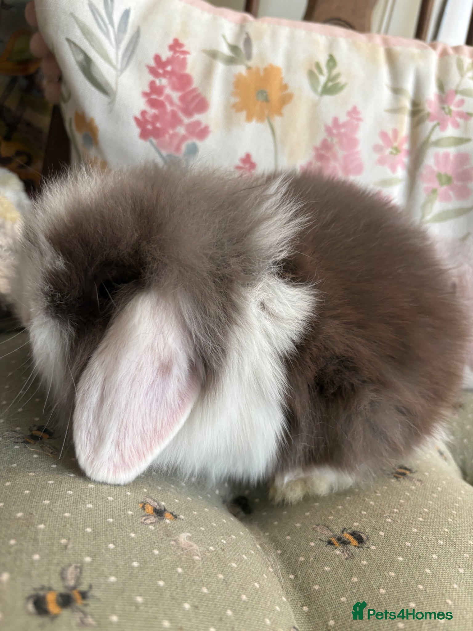 Mini Lop rabbits Raised indoors Mini lops/lion lops-vaccinated  - Advert 2