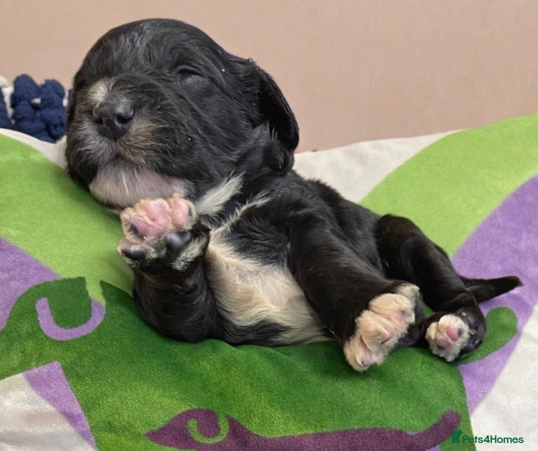 Cockapoo dogs for sale: F1 various mini cockapoos 30 dna health tested clr - Advert 4