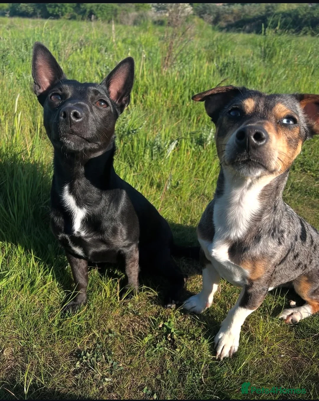 Patterjack dogs for sale: Jack Russell x Patterjack puppies - Advert 9