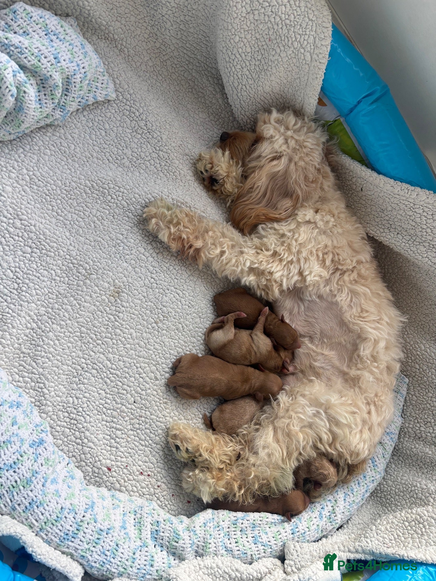 Cavapoo dogs F1b cavapoos health tested parents - Advert 1