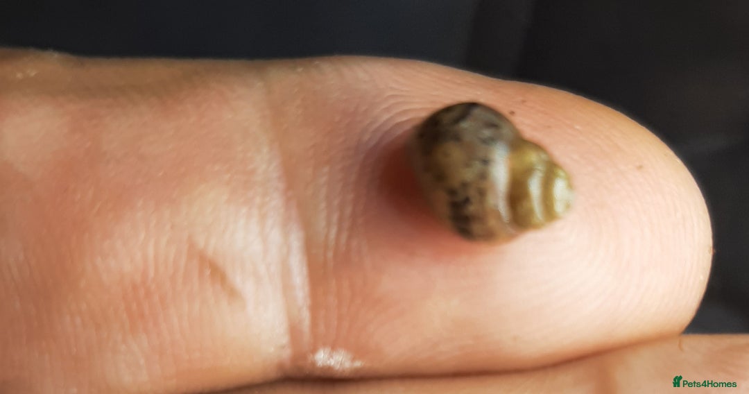 Snails invertebrates for sale: Giant African land snails (Achatina  fulica) - Image 7