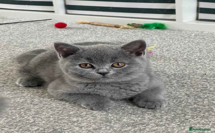 British Shorthair cats in Swindon - Advert 4