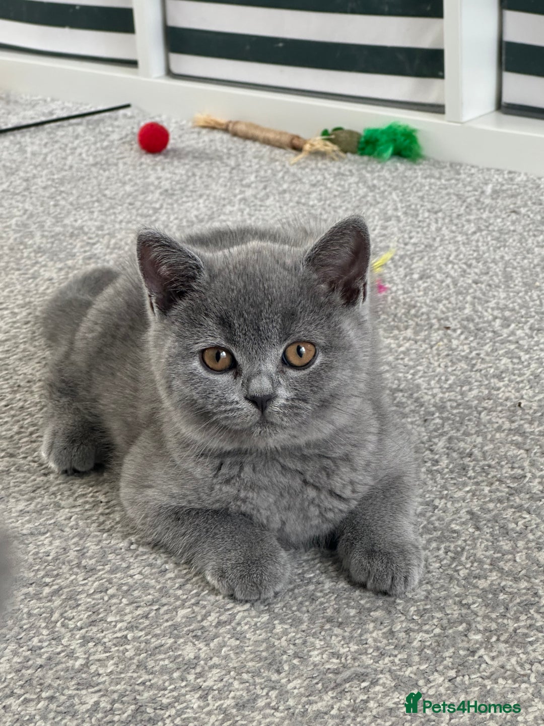 British Shorthair cats for sale: READY NOW 😻Pedigree BSH with perks in Swindon - Image 2