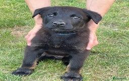 Mixed Breed dogs for sale: Belgium shepherd cross Rottweiler Labrador  - Image 10