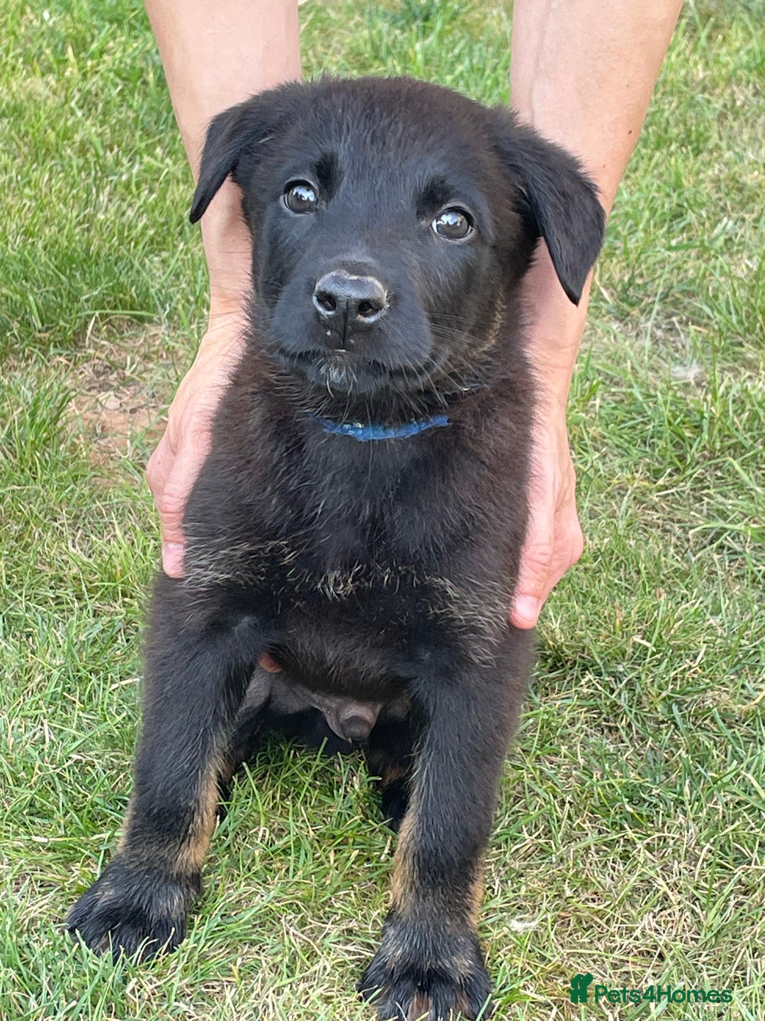Mixed Breed dogs for sale: Belgium shepherd cross Rottweiler Labrador  - Image 10