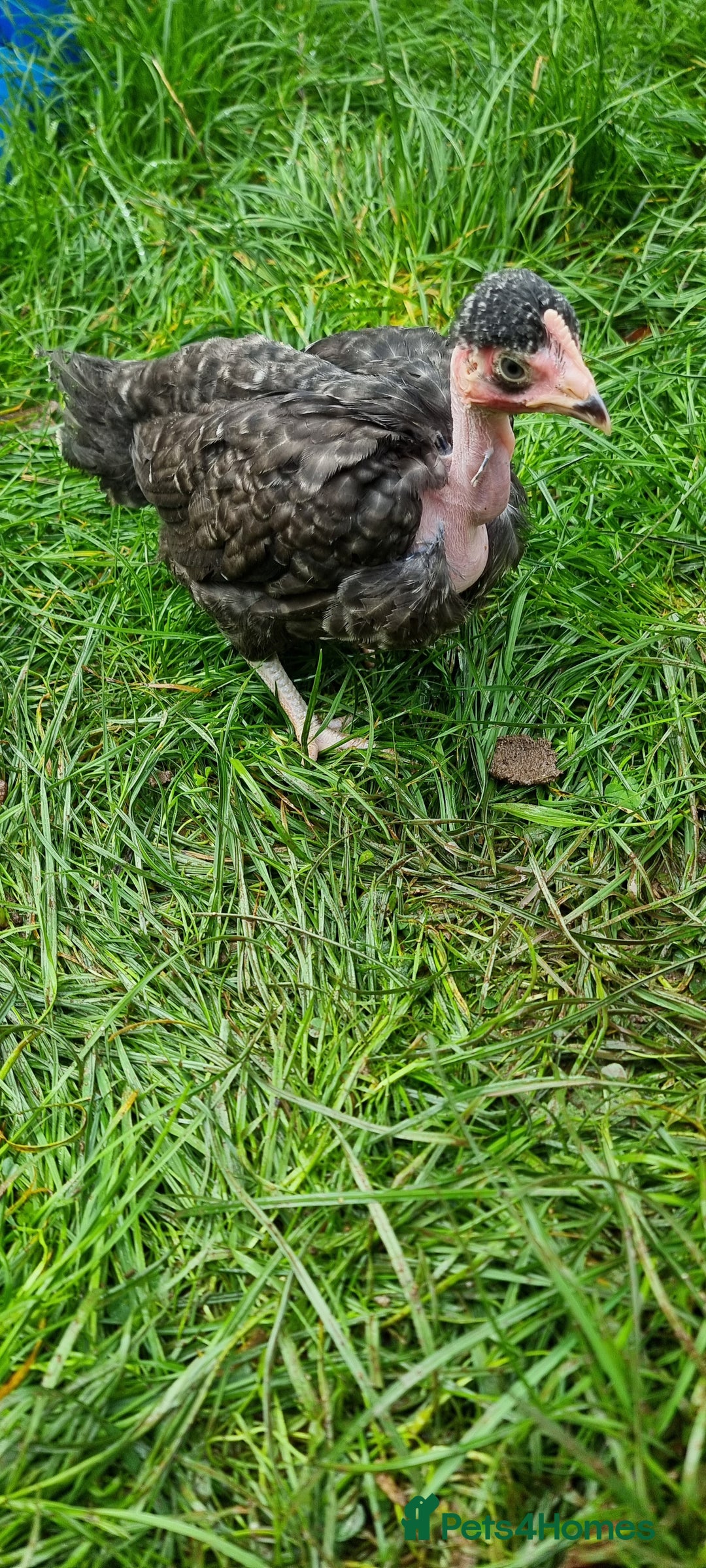 Chickens poultry for sale: Transylvanian Naked Neck Chicks - Image 17