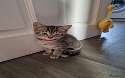 Mixed Breed cats for sale: 4 stunning tabby kittens - Image 23