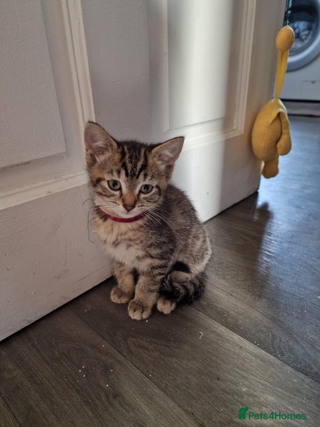 Mixed Breed cats for sale: 4 stunning tabby kittens - Image 23
