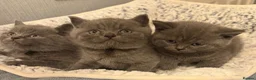 British Shorthair cats for sale: British blue shorthair  - Advert 7